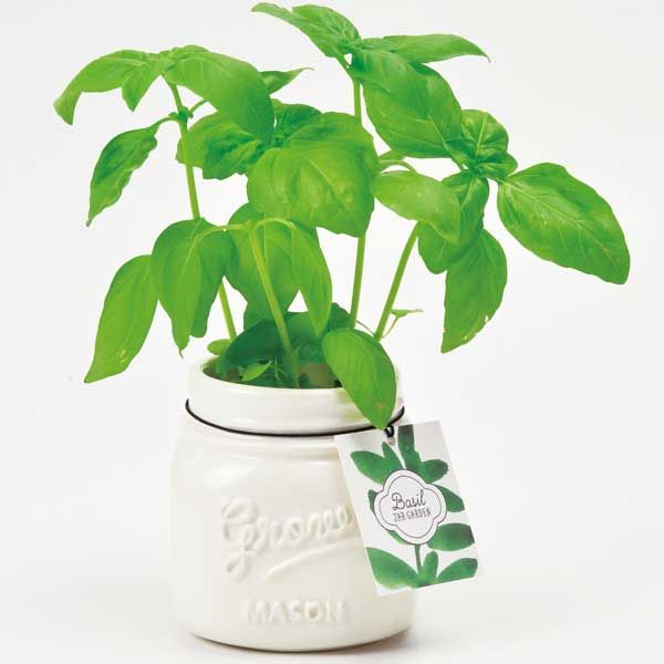 Noted Mason Jar Garden Planter