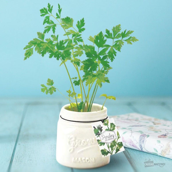 Noted Mason Jar Garden Planter