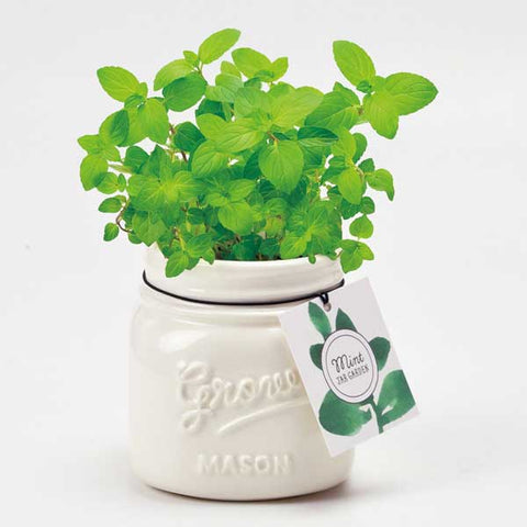 Noted Mason Jar Garden Planter